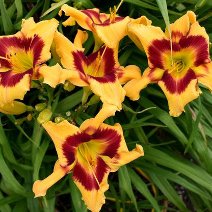 Hemerocallis 'Tiger Swirl'  - Rainbow Rhythm® Tiger Swirl Daylily