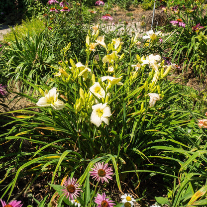 Hemerocallis 'Joan Senior'  - Joan Senior Daylily