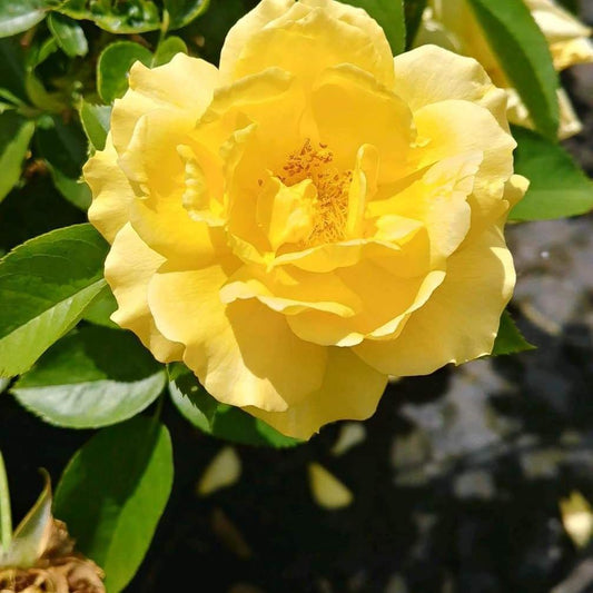 Rosa 'Wekvossutono' PP#18,473  - Julia Child™ Rose