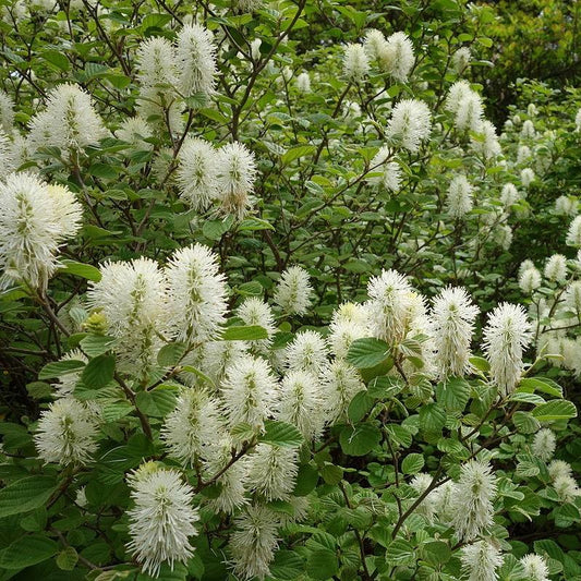 Fothergilla gardenii  - Dwarf Fothergilla