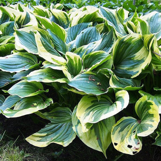 Hosta f. 'Aureomarginata'  - Aureomarginata Hosta