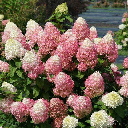 Hydrangea paniculata 'SMNHPM'  - Quick Fire Fab® Hydrangea