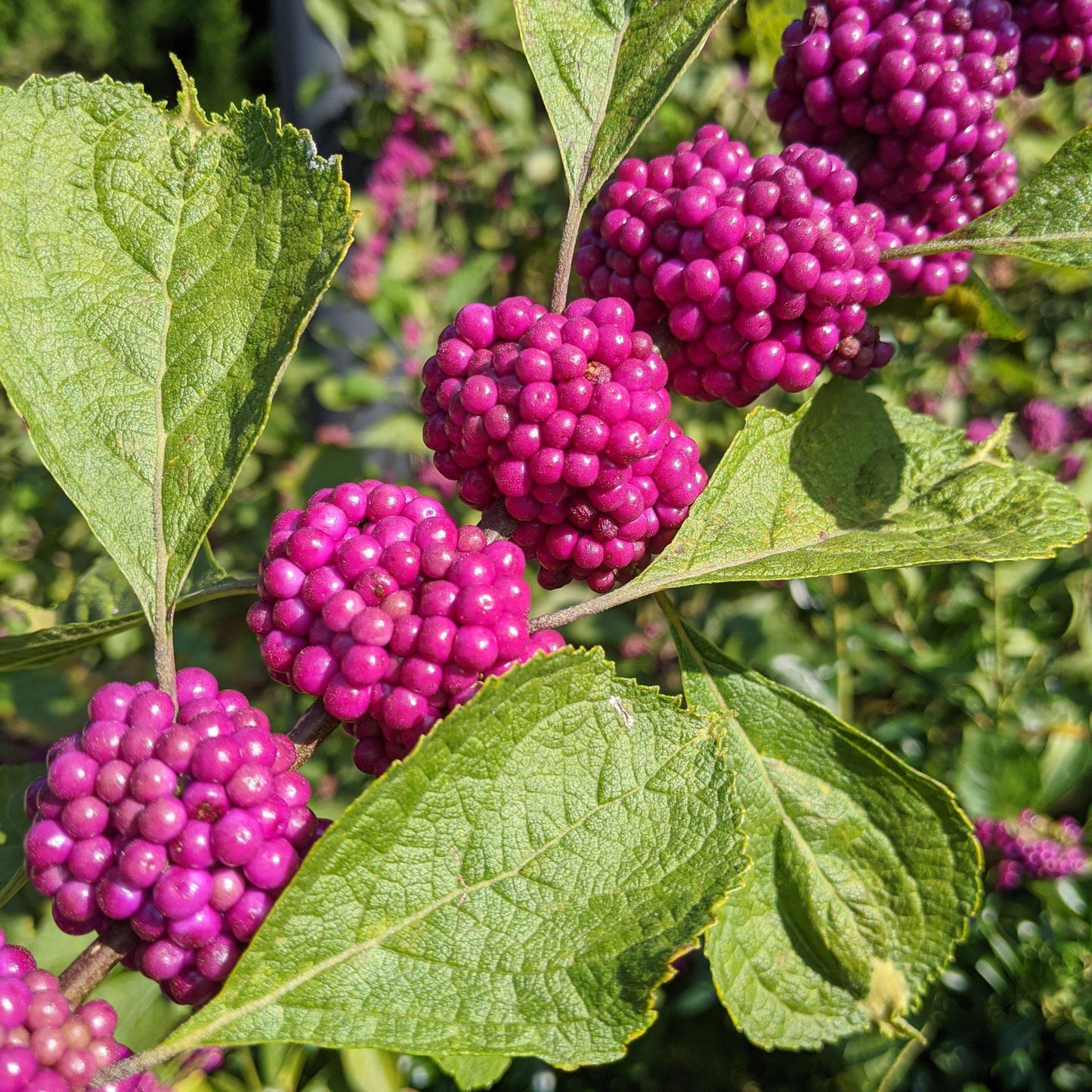Callicarpa americana  - American Beautyberry