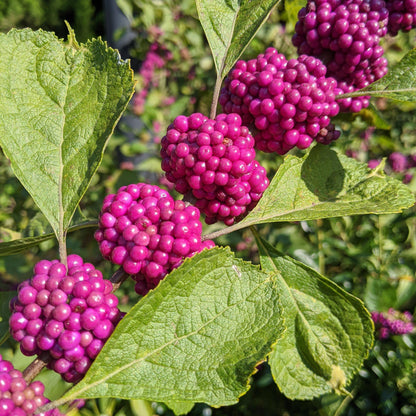Callicarpa americana  - American Beautyberry