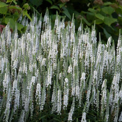 Veronica 'White Wands'  - Magic Show® White Wands Speedwell
