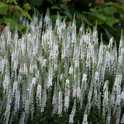 Veronica 'White Wands'  - Magic Show® White Wands Speedwell