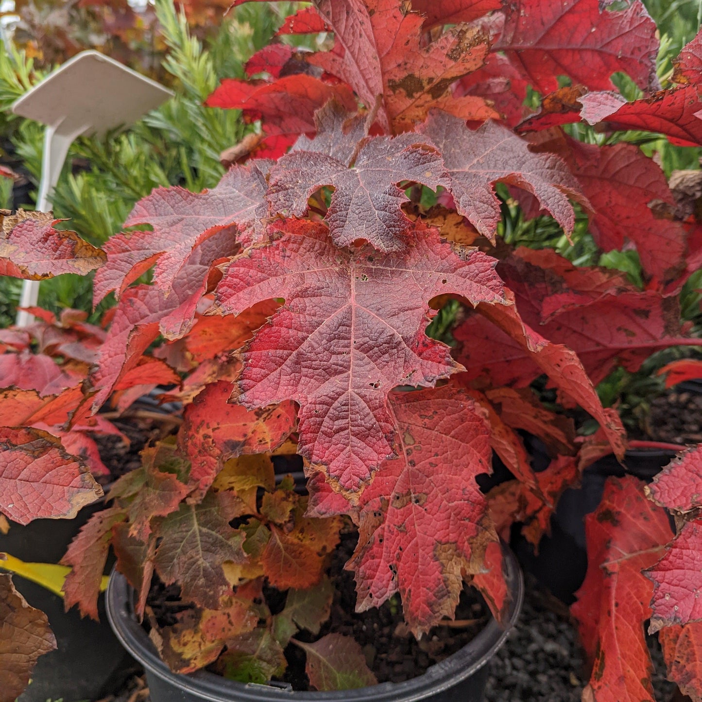 Hydrangea quercifolia 'Ruby Slippers'  - Ruby Slippers Oakleaf Hydrangea