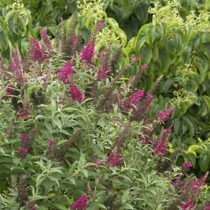 Buddleia davidii 'PIIBD-II' PP26,278  - First Editions® Funky Fuchsia™ Butterfly Bush