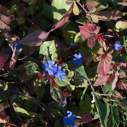 Ceratostigma plumbaginoides  - Hardy Plumbago, Leadwort