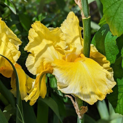 Iris germanica 'Pleasant Peasant'  - Pleasant Peasant Bearded Iris
