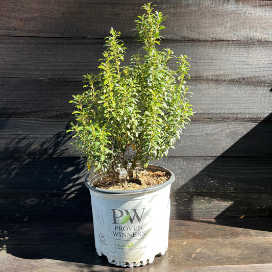 Ilex glabra 'SMNIGAB17'  - Gem Box® Inkberry Holly