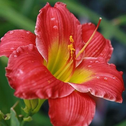 Hemerocallis 'Red Hot Returns'  - Red Hot Returns Daylily
