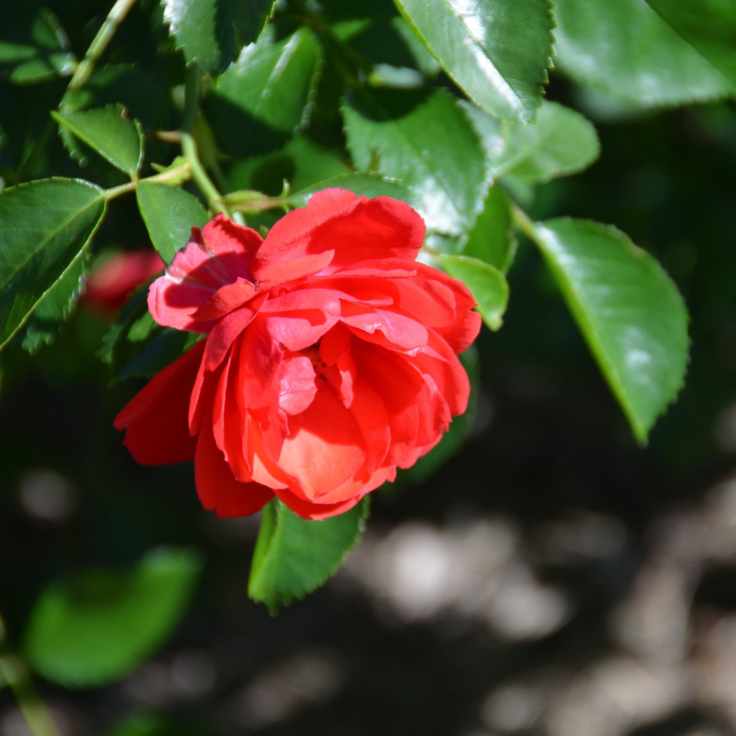 Rosa x 'NOA83100B'  - Flower Carpet® Scarlet Rose