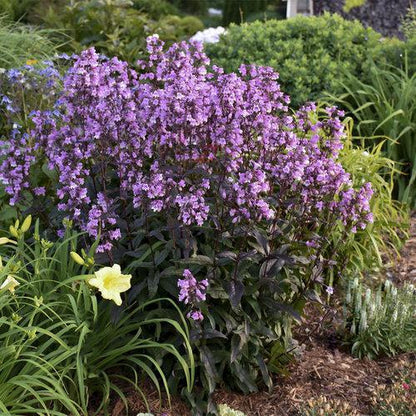 Penstemon ‘Midnight Masquerade’  - Midnight Masquerade Beardtongue