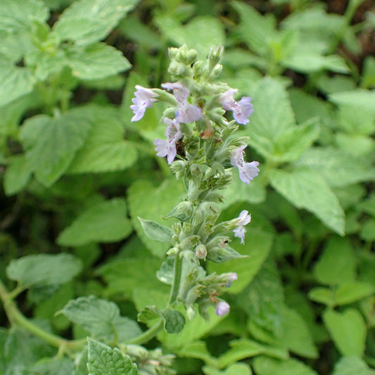 Nepeta racemosa 'Blue Wonder'  - Blue Wonder Catmint