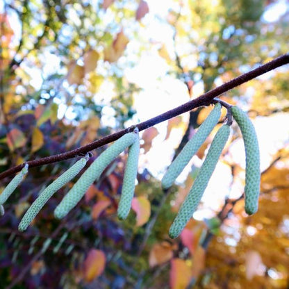 Corylus americana  - Hazelnut, American Filbert