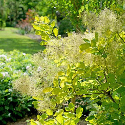 Cotinus coggygria 'MINCOJAU3'  - Winecraft Gold® Smokebush