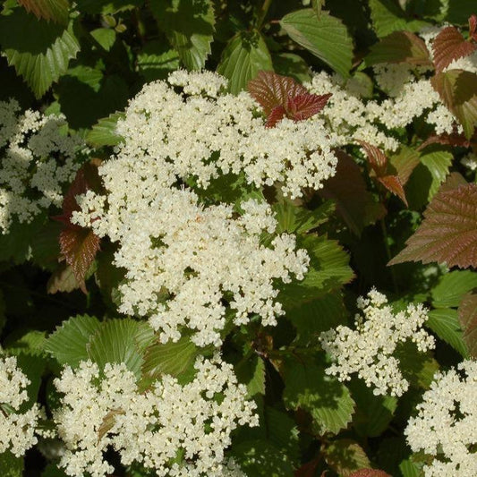 Viburnum dentatum 'J.N. Select'  - Red Feather® Arrowwood
