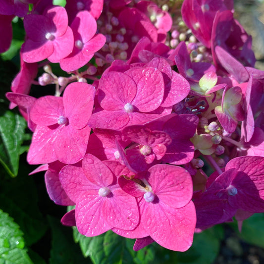 Hydrangea macrophylla 'Bailmacfive’ PP30,359  - Endless Summer® Summer Crush® Hydrangea