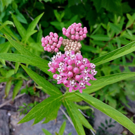 Asclepias incarnata  - Swamp Milkweed, Rose Milkweed
