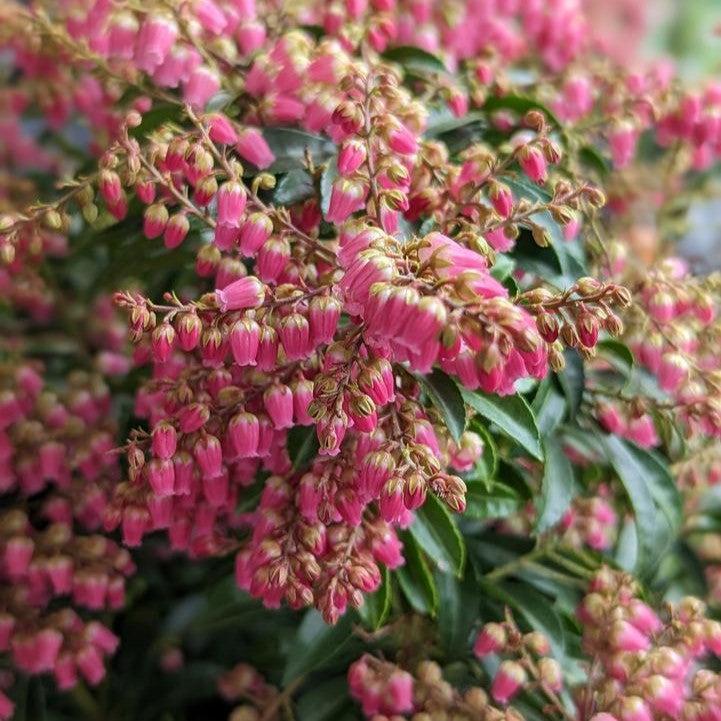 Pieris japonica 'Passion'  - Passion Party™ Passion Pieris