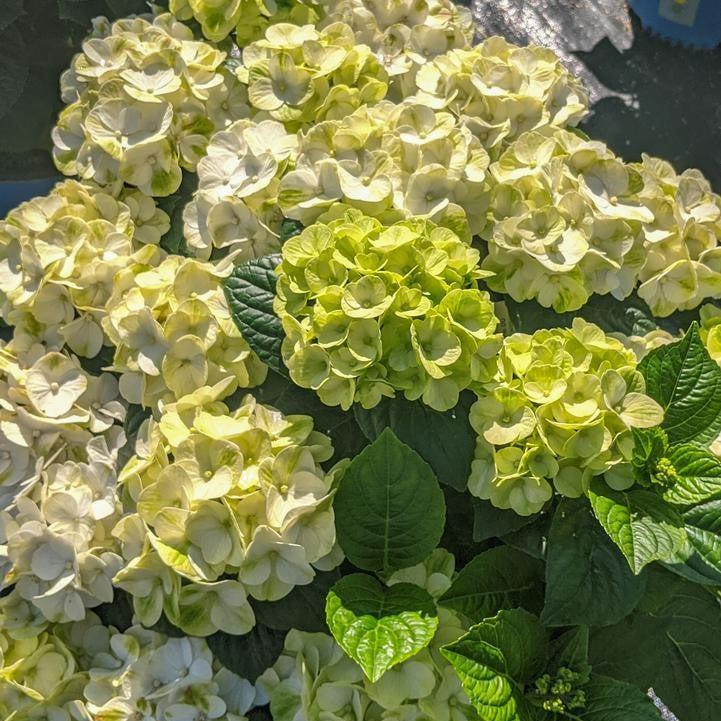 Hydrangea macrophylla 'Hokomagrito‘  - Bloomin' Easy® Grin and Tonic™ Hydrangea