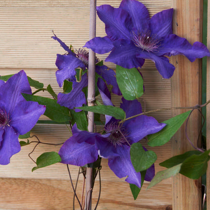 Clematis 'The President'  - The President Clematis