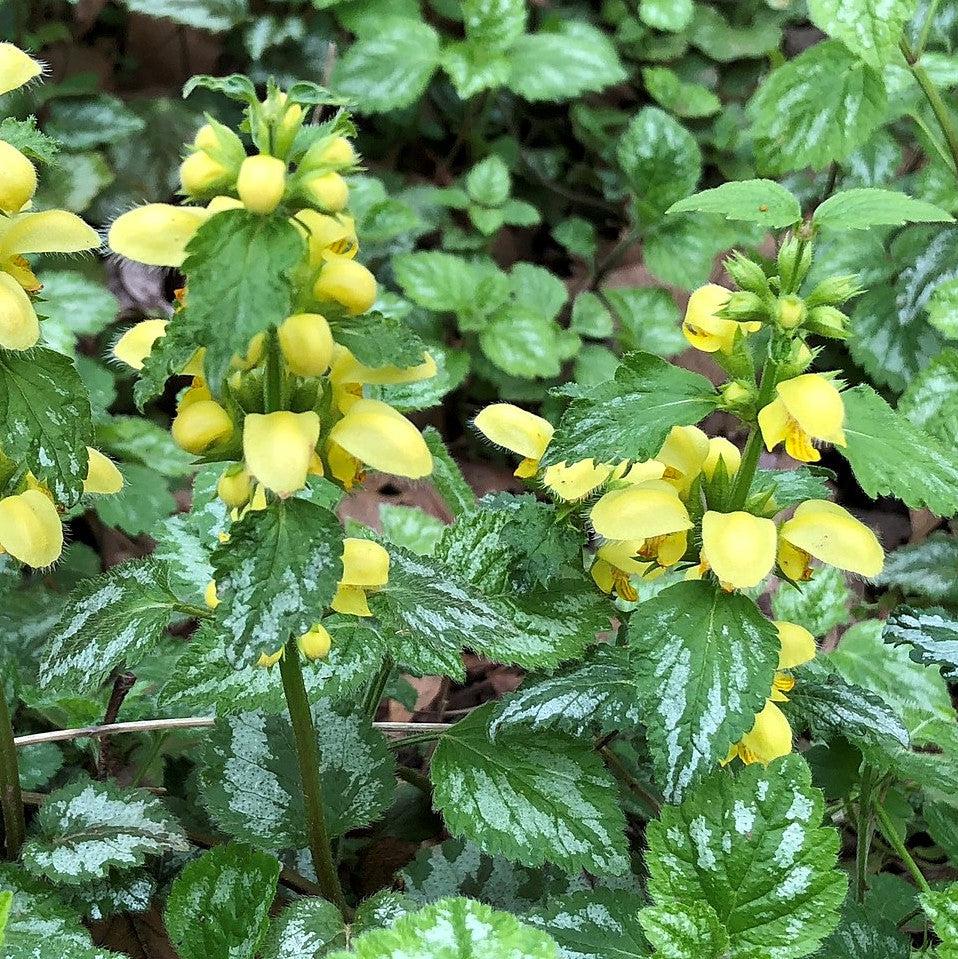 Lamiastrum galeobdolon 'Variegatum'  - Variegated Yellow Archangel