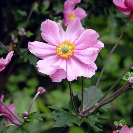 Anemone hupehensis 'Pocahontas'  - Fantasy™ Pocahontas Anemone
