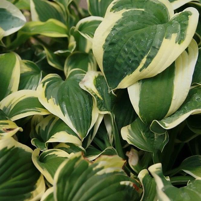 Hosta x 'Wide Brim'  - Wide Brim Hosta