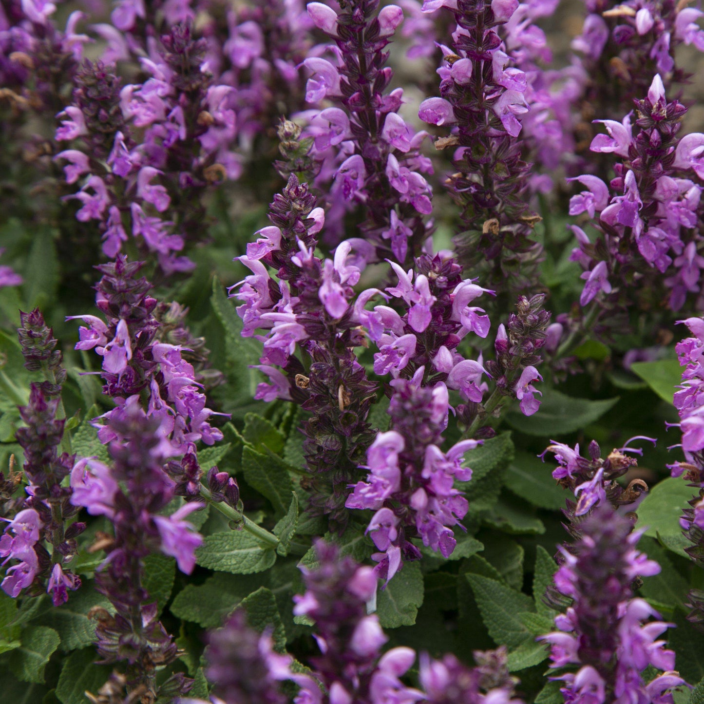 Salvia nemorosa 'Rose Marvel'  - Rose Marvel Meadow Sage