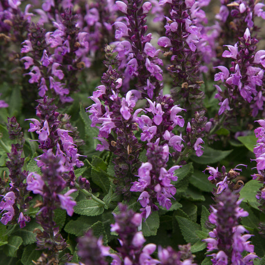 Salvia nemorosa 'Rose Marvel'  - Rose Marvel Meadow Sage