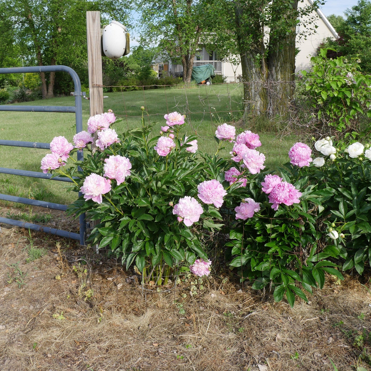 Paeonia 'Madame Emile Debatene'  - Emile Debatene Peony