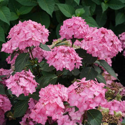 Hydrangea serrata 'SMNHSI'  - Let's Dance® Can Do!® Hydrangea