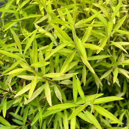 Spiraea thunbergii 'Ogon'  - Gold Thread™ Spirea, Mellow Yellow Spiraea