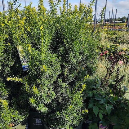 Taxus × media 'Hicksii'  - Hick's Yew