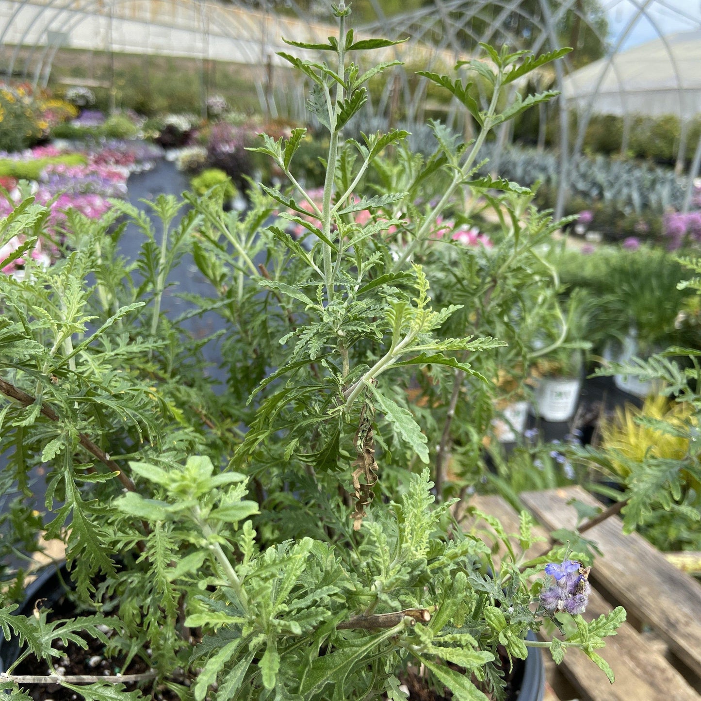 Perovskia atriplicifolia ‘Denim ‘N Lace’  - Denim 'N Lace Russian Sage