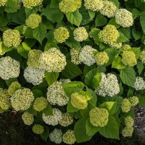 Hydrangea arborescens 'BAlful'  - First Editions® FlowerFull™ Smooth Hydrangea