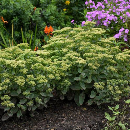Sedum 'Lemonjade’  - Rock 'N Grow® Lemonjade Stonecrop