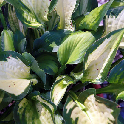 Hosta x 'Paul's Glory'  - Paul's Glory Hosta
