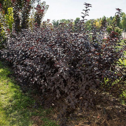 Physocarpus opulifolius 'UMNHarpell' PP30,792  - First Editions® Fireside® Ninebark