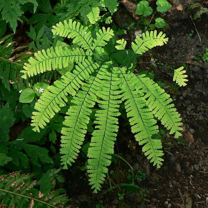 Adiantum pedatum  - Northern Maidenhair Fern