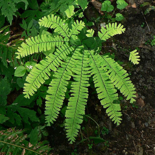 Adiantum pedatum  - Northern Maidenhair Fern