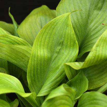 Hosta 'Guacamole'  - Guacamole Hosta