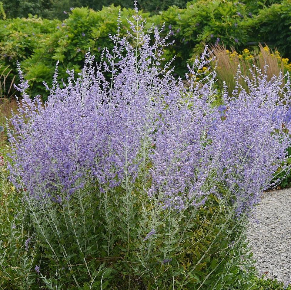 Perovskia atriplicifolia  - Russian Sage
