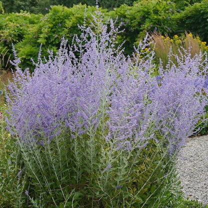 Perovskia atriplicifolia  - Russian Sage