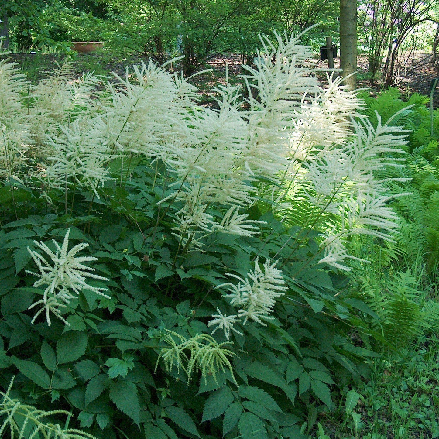 Aruncus dioicus  - Goat's Beard