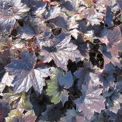 Heuchera 'Blackout'  - Blackout Coral Bells