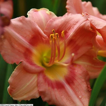 Hemerocallis 'Rosy Returns'  - Rosy Returns Daylily