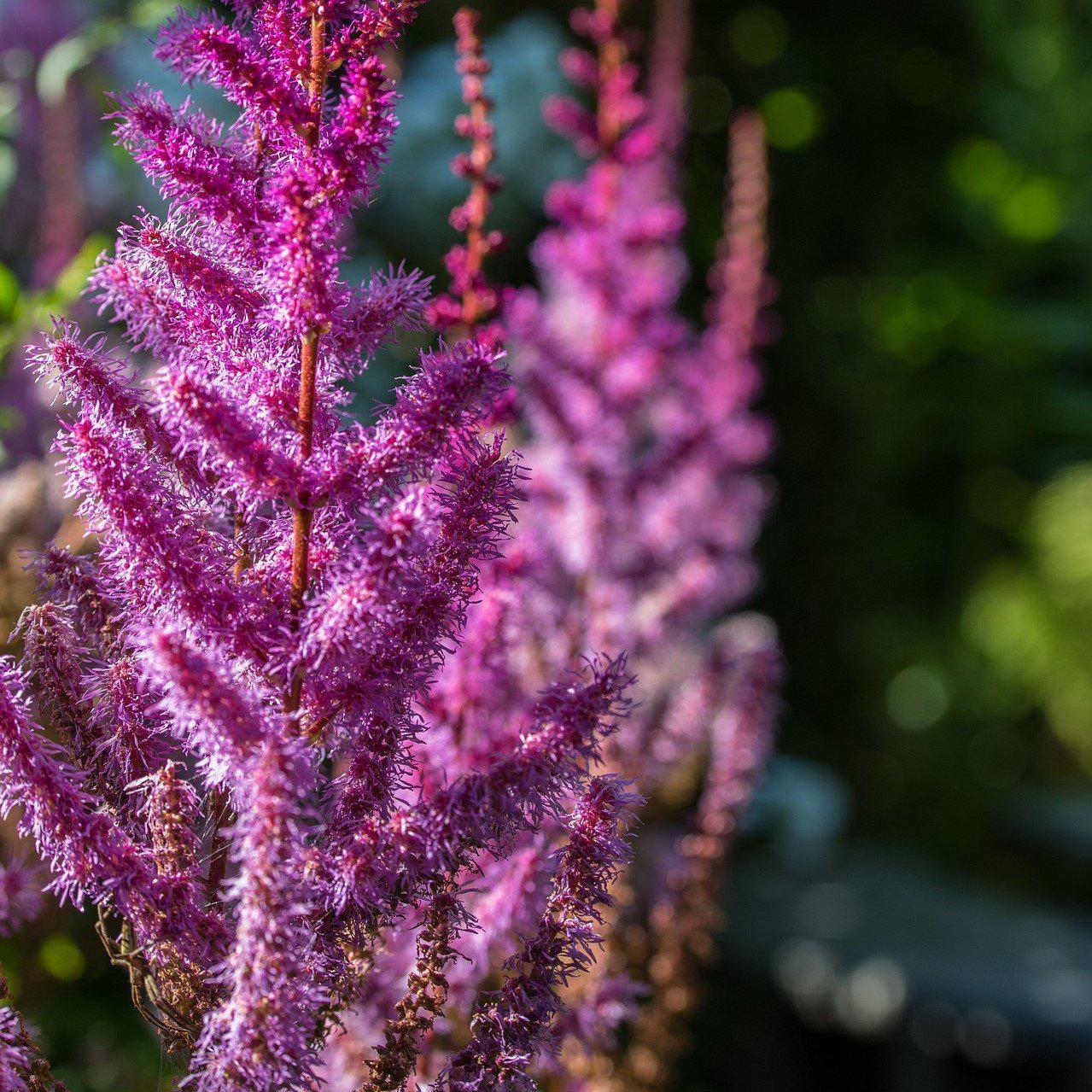 Astilbe chinensis 'Purpurkerze'  - Purple Candles Chinese Astilbe